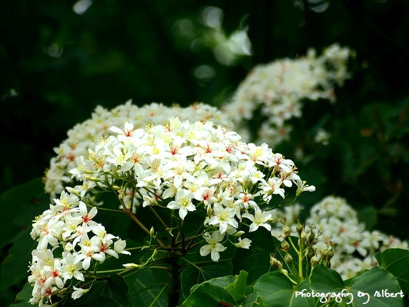 【油桐花】桃園龜山．楓樹村（110512遠眺桐花林）