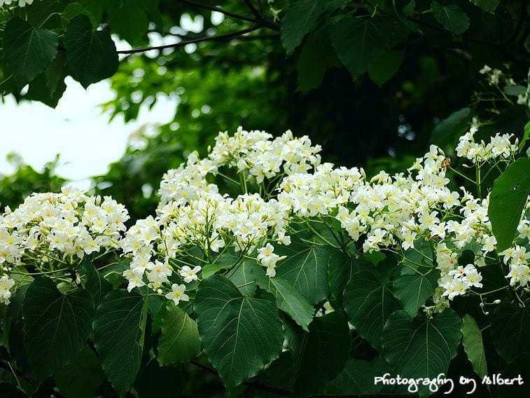 【油桐花】桃園龜山．楓樹村（110512遠眺桐花林）