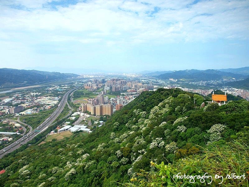 【油桐花】新北市三峽．鳶山（110511鳥瞰新北遠眺桐花）