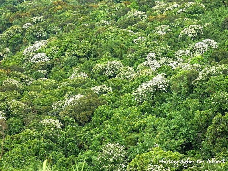 【油桐花】新北市三峽．鳶山（110511鳥瞰新北遠眺桐花）