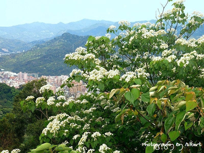 【油桐花】新北市三峽．鳶山（110511鳥瞰新北遠眺桐花）
