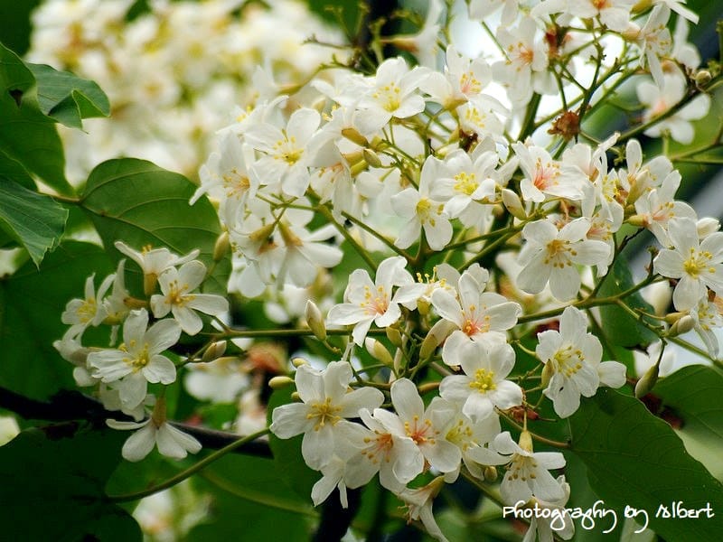 【油桐花】新北市三峽．鳶山（110511鳥瞰新北遠眺桐花）