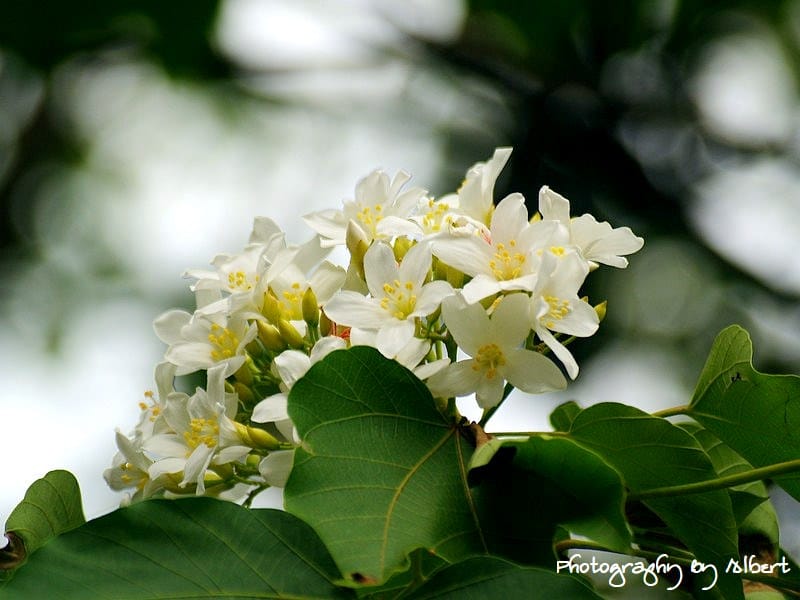 【油桐花】新北市三峽．鳶山（110511鳥瞰新北遠眺桐花）