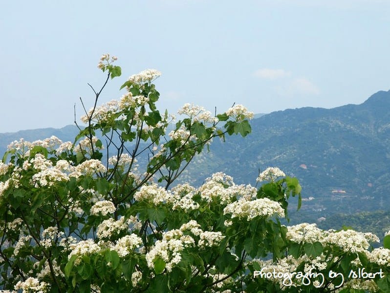 【油桐花】新北市三峽．鳶山（110511鳥瞰新北遠眺桐花）