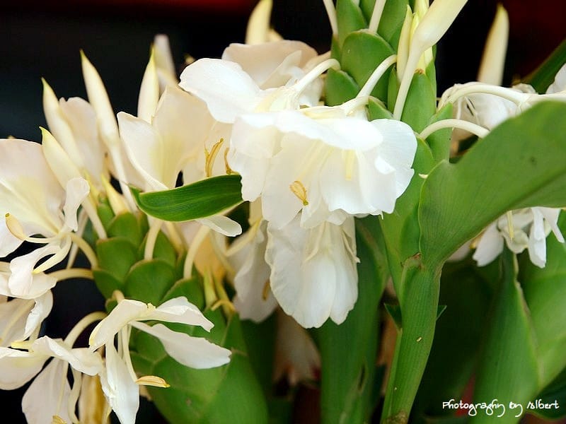 【野薑花粽】新竹內灣．鵝姐野薑花粽（三色米粽，風味獨樹一幟）