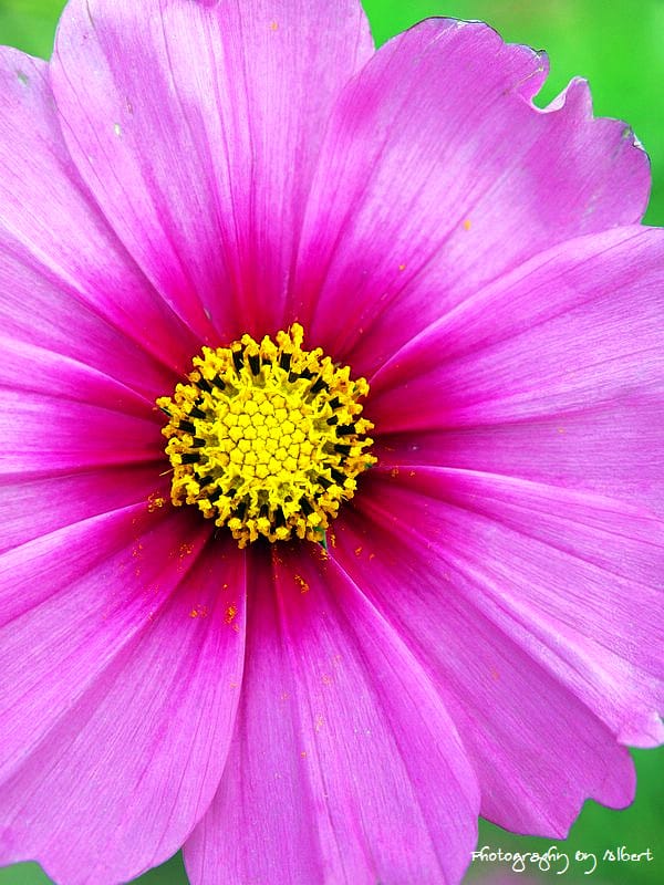 【花賞】桃園大溪.2011年秋冬季花賞(大波斯菊) - 第11張圖 【花賞】桃園大溪.2011年秋冬季花賞(大波斯菊)