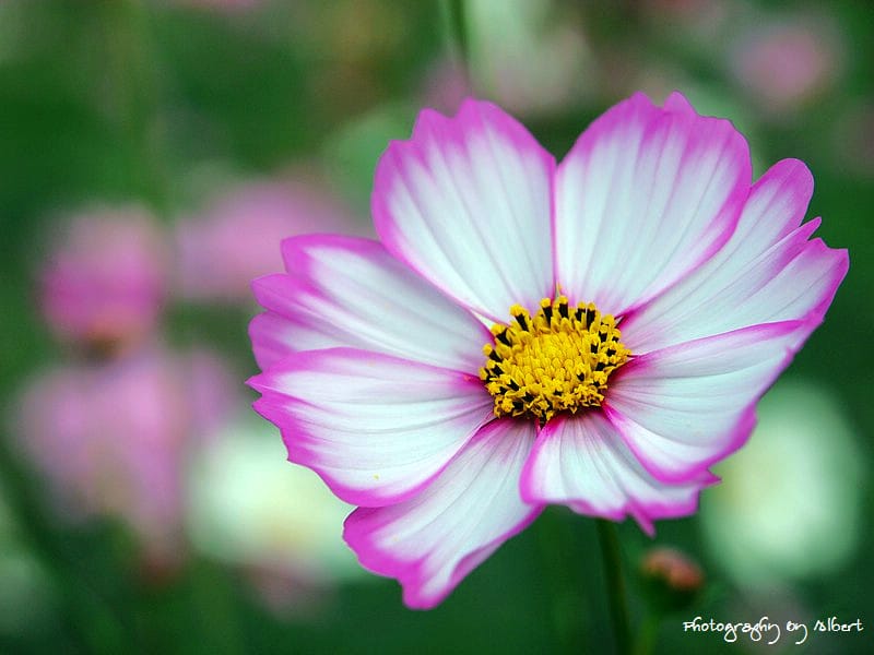 【花賞】桃園大溪.2011年秋冬季花賞(大波斯菊) - 第14張圖 【花賞】桃園大溪.2011年秋冬季花賞(大波斯菊)