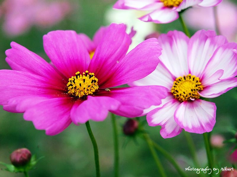 【花賞】桃園大溪.2011年秋冬季花賞(大波斯菊) - 第12張圖 【花賞】桃園大溪.2011年秋冬季花賞(大波斯菊)