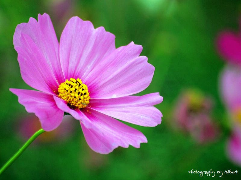 【花賞】桃園大溪.2011年秋冬季花賞(大波斯菊) - 第4張圖 【花賞】桃園大溪.2011年秋冬季花賞(大波斯菊)