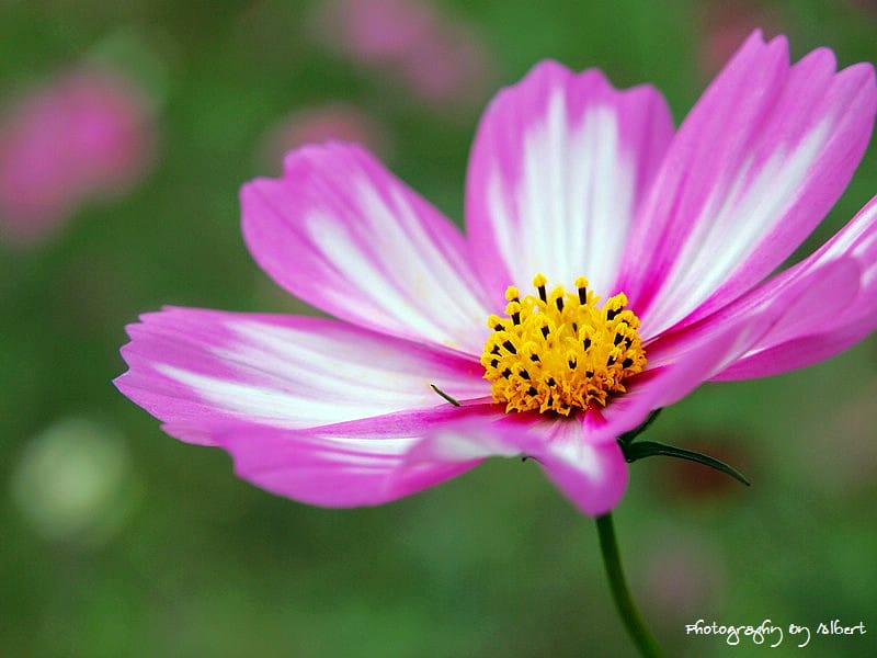 【花賞】桃園大溪.2011年秋冬季花賞(大波斯菊) - 第2張圖 【花賞】桃園大溪.2011年秋冬季花賞(大波斯菊)