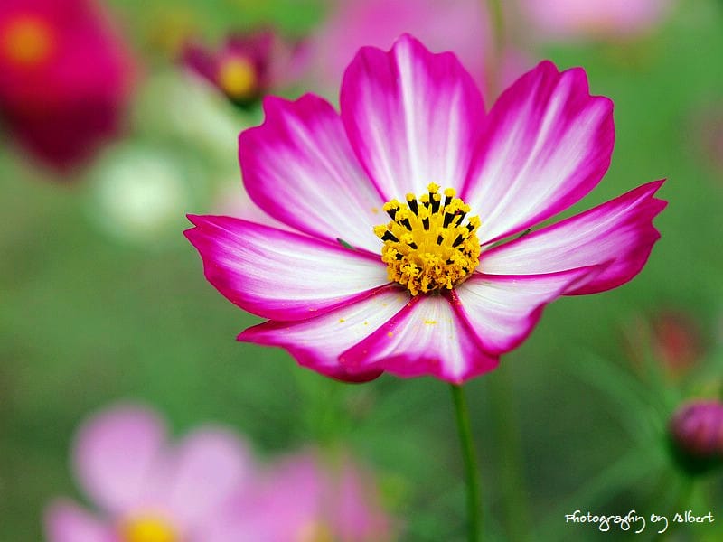 【花賞】桃園大溪.2011年秋冬季花賞(大波斯菊) - 第20張圖 【花賞】桃園大溪.2011年秋冬季花賞(大波斯菊)