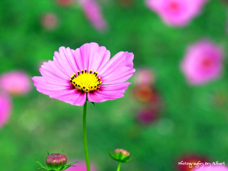 【花賞】桃園大溪.2011年秋冬季花賞(大波斯菊) - 第10張圖 【花賞】桃園大溪.2011年秋冬季花賞(大波斯菊)