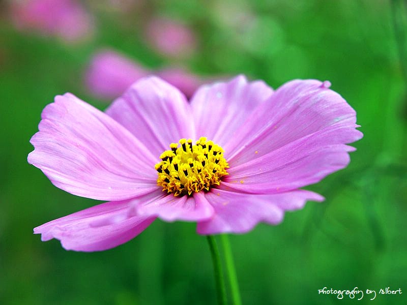 【花賞】桃園大溪.2011年秋冬季花賞(大波斯菊) - 第13張圖 【花賞】桃園大溪.2011年秋冬季花賞(大波斯菊)