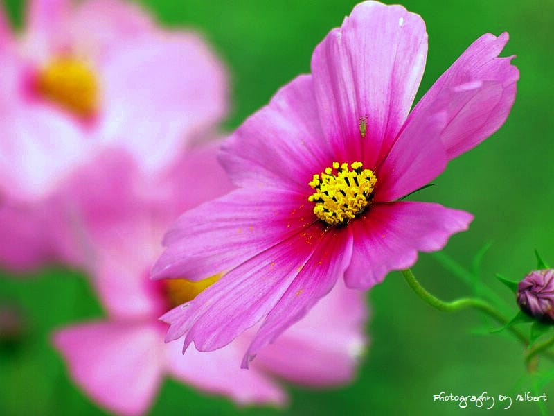 【花賞】桃園大溪.2011年秋冬季花賞(大波斯菊) - 第6張圖 【花賞】桃園大溪.2011年秋冬季花賞(大波斯菊)