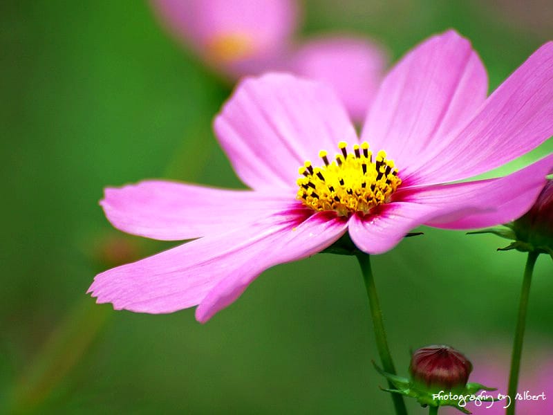 【花賞】桃園大溪.2011年秋冬季花賞(大波斯菊) - 第18張圖 【花賞】桃園大溪.2011年秋冬季花賞(大波斯菊)