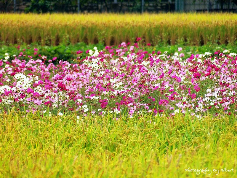 【花賞】桃園大溪.2011年秋冬季花賞(大波斯菊) - 第5張圖 【花賞】桃園大溪.2011年秋冬季花賞(大波斯菊)