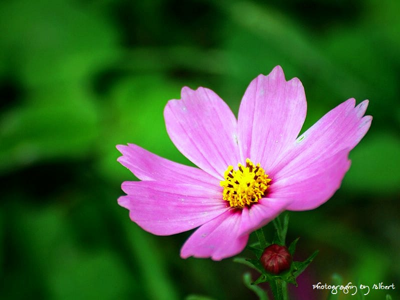 【花賞】桃園大溪.2011年秋冬季花賞(大波斯菊) - 第8張圖 【花賞】桃園大溪.2011年秋冬季花賞(大波斯菊)