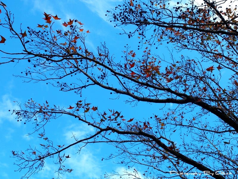 【楓葉】桃園大溪．石門水庫（楓葉已凋謝）