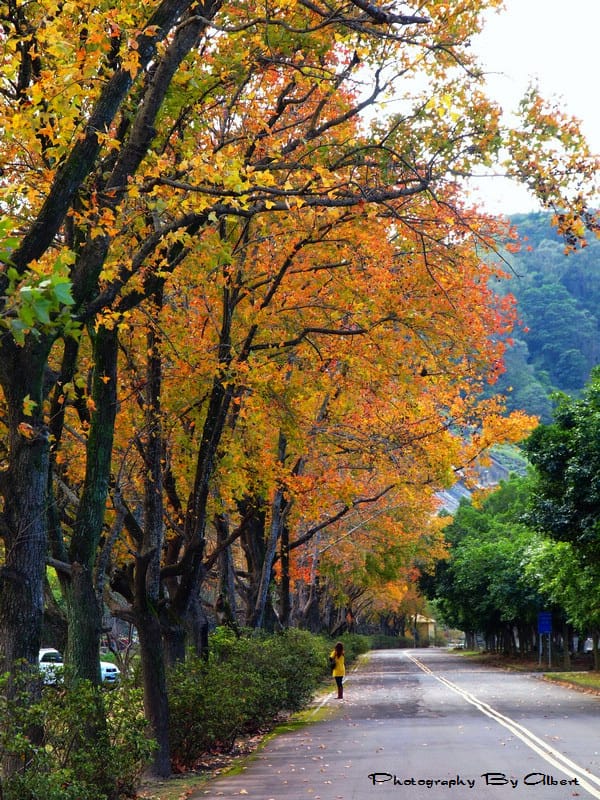 【楓葉】桃園大溪．石門水庫（楓葉已凋謝）