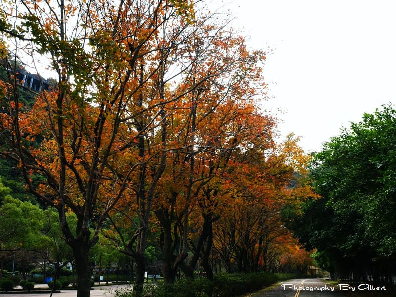 【楓葉】桃園大溪．石門水庫（楓葉已凋謝）