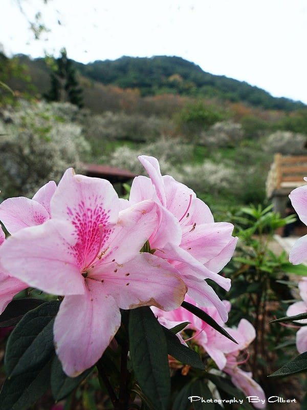 【梅花】桃園大溪．石門水庫（梅花初開）