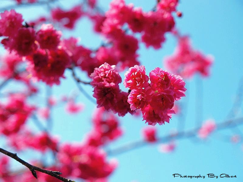 【櫻花】台中新社．櫻木花道（櫻花盛開）