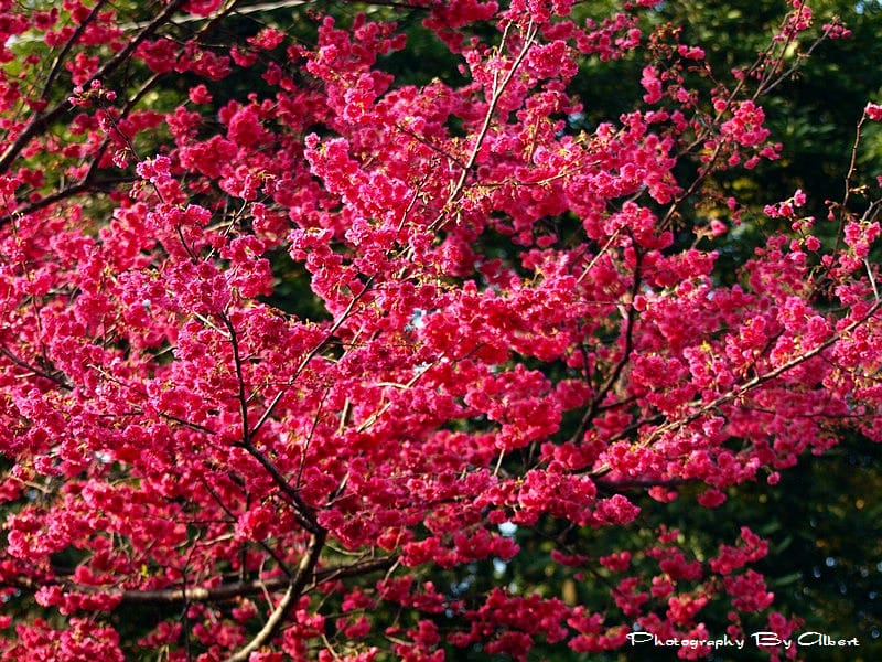 【櫻花】台中新社．櫻木花道（櫻花盛開）
