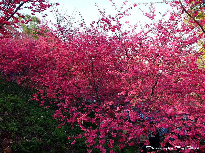 【櫻花】台中新社．櫻木花道（櫻花盛開）