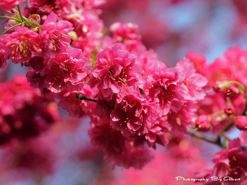 【櫻花】台中新社．櫻木花道（櫻花盛開）