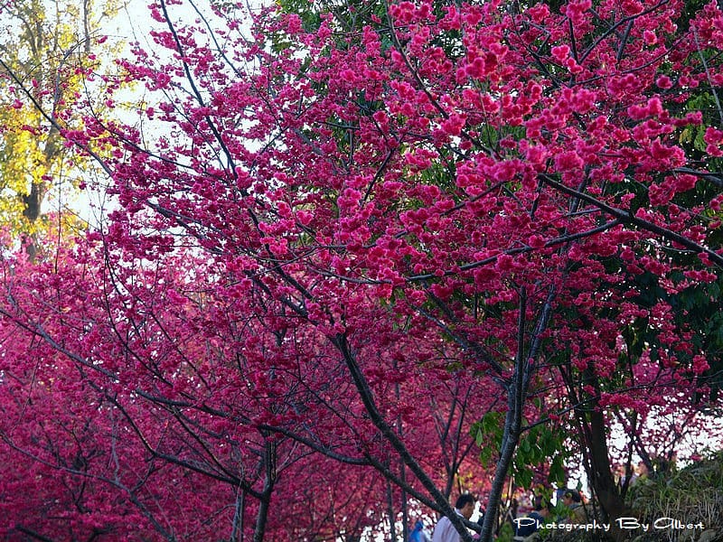 【櫻花】台中新社．櫻木花道（櫻花盛開）