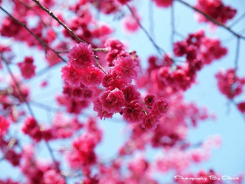 【櫻花】台中新社．櫻木花道（櫻花盛開）