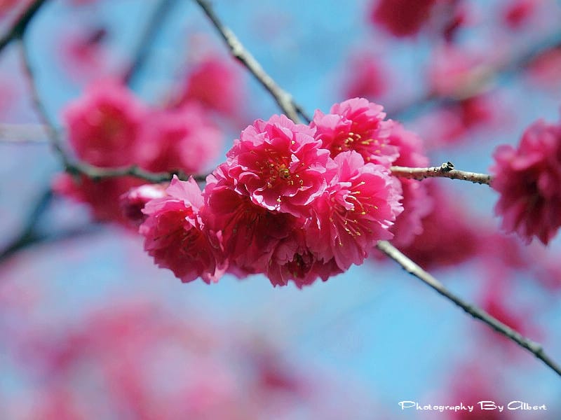 【櫻花】台中新社．櫻木花道（櫻花盛開）