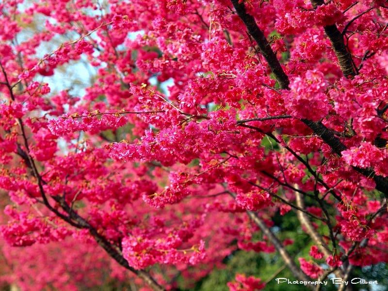 【櫻花】台中新社．櫻木花道（櫻花盛開）