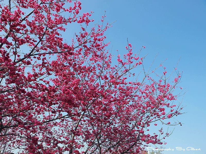 【櫻花】台中新社．櫻木花道（櫻花盛開）