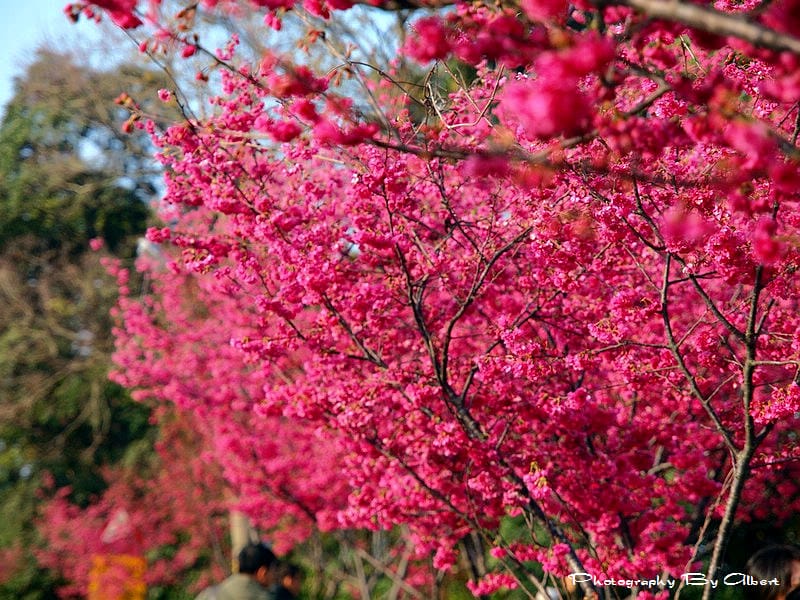 【櫻花】台中新社．櫻木花道（櫻花盛開）
