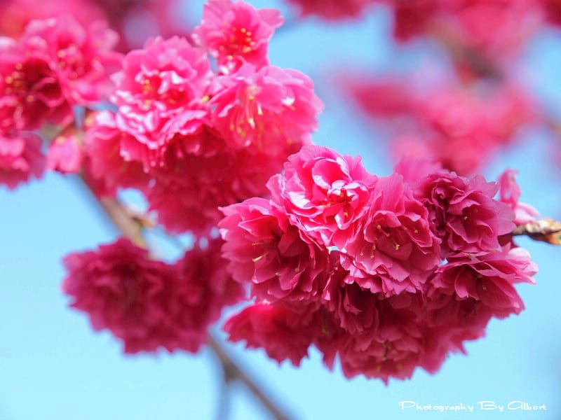 【櫻花】台中新社．櫻木花道（櫻花盛開）