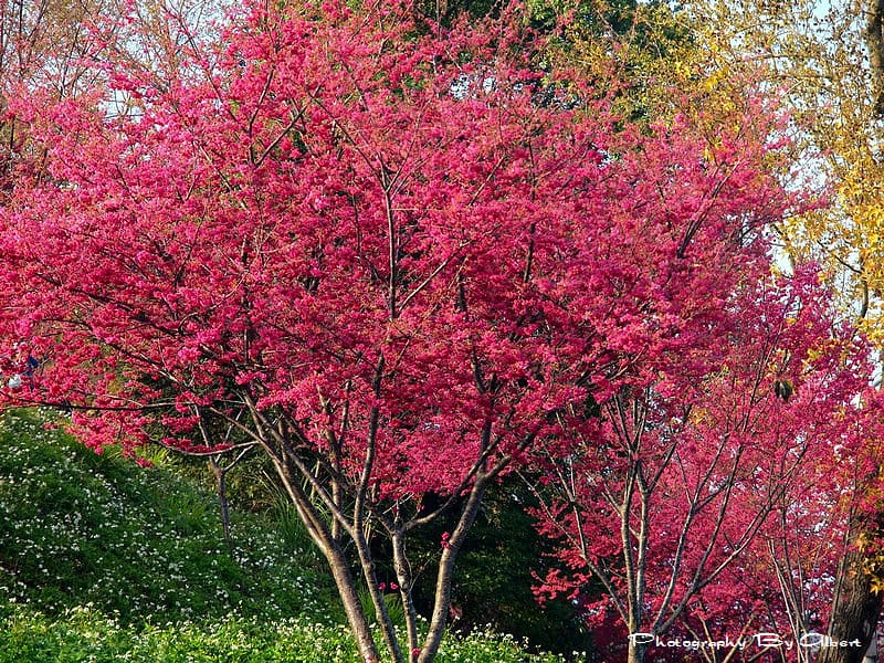 【櫻花】台中新社．櫻木花道（櫻花盛開）