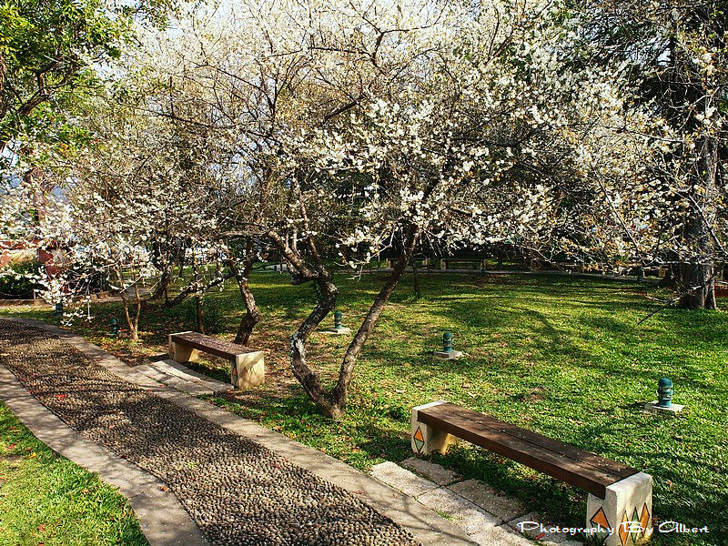 【梅花】桃園復興．角板山公園（賞梅趣） @愛伯特