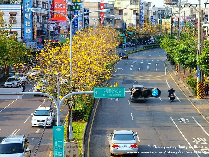 【黃花風鈴木】台中后里．三豐路(台13線)（美麗的黃金大道）