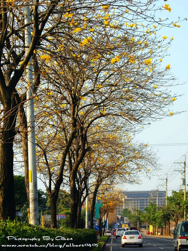 【黃花風鈴木】台中后里．三豐路(台13線)（美麗的黃金大道）