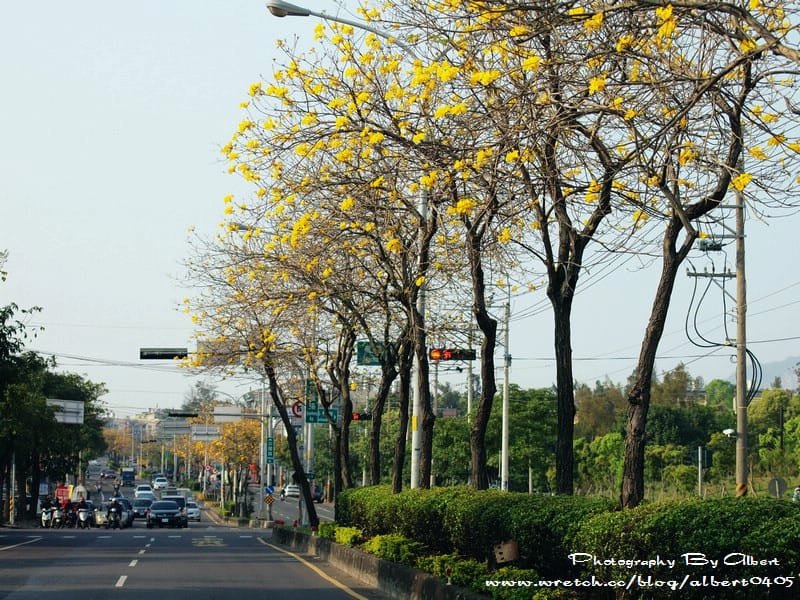 【黃花風鈴木】台中后里．三豐路(台13線)（美麗的黃金大道）