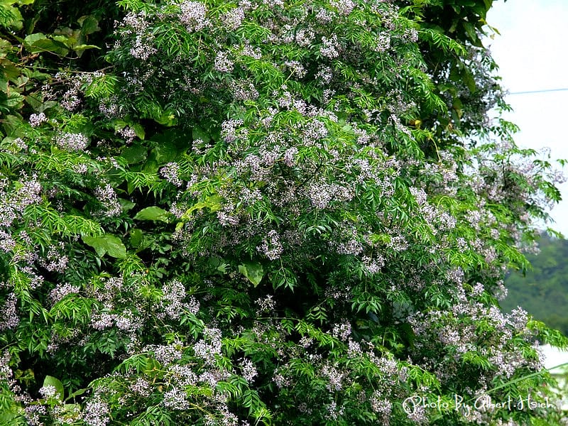 苦楝花．桃園龜山振興路（苦楝紫花浪漫大道）