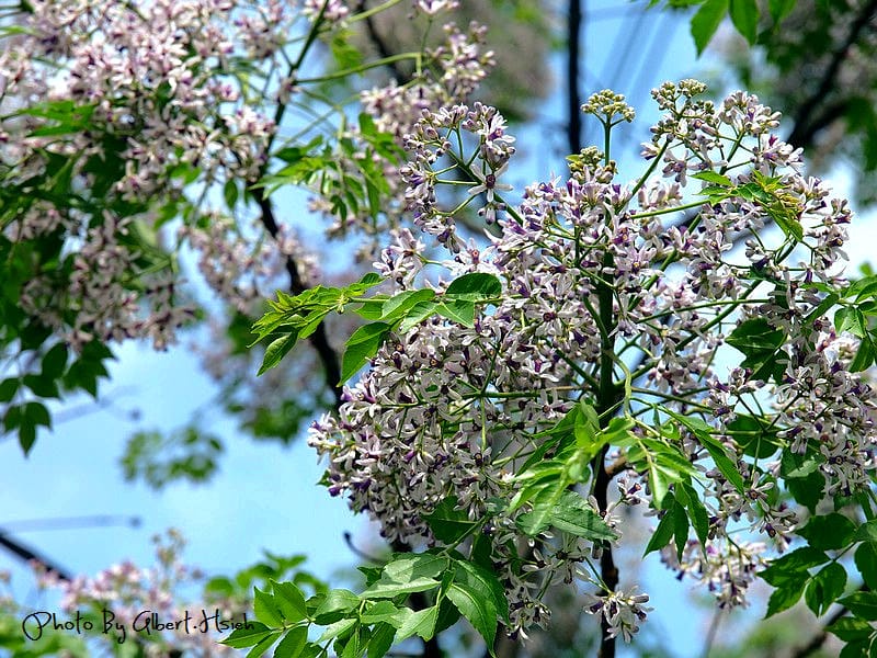 苦楝花．桃園龜山振興路（苦楝紫花浪漫大道）
