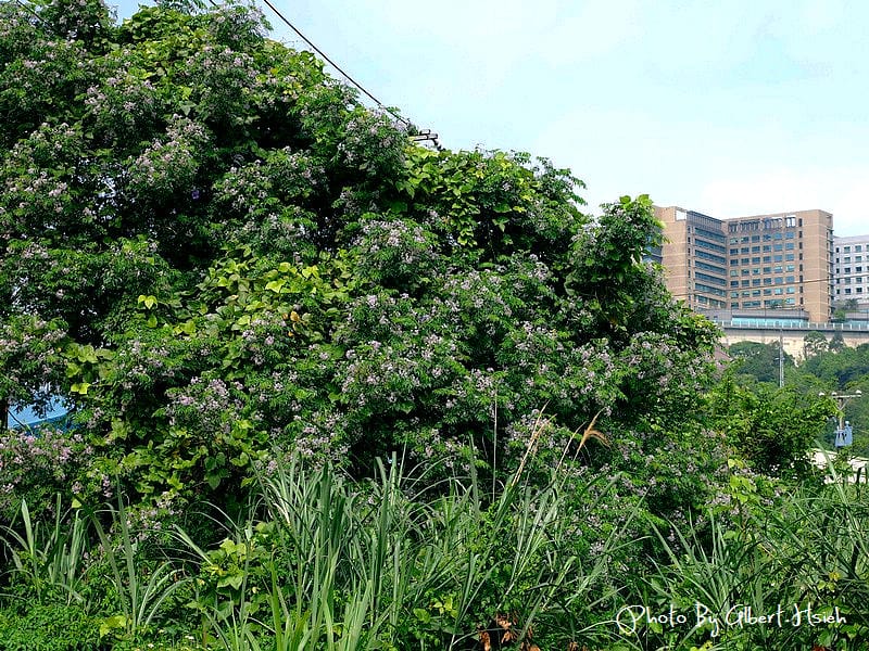 苦楝花．桃園龜山振興路（苦楝紫花浪漫大道）