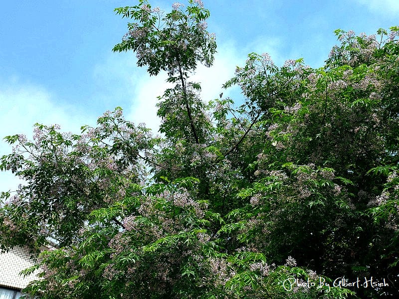 苦楝花．桃園龜山振興路（苦楝紫花浪漫大道）