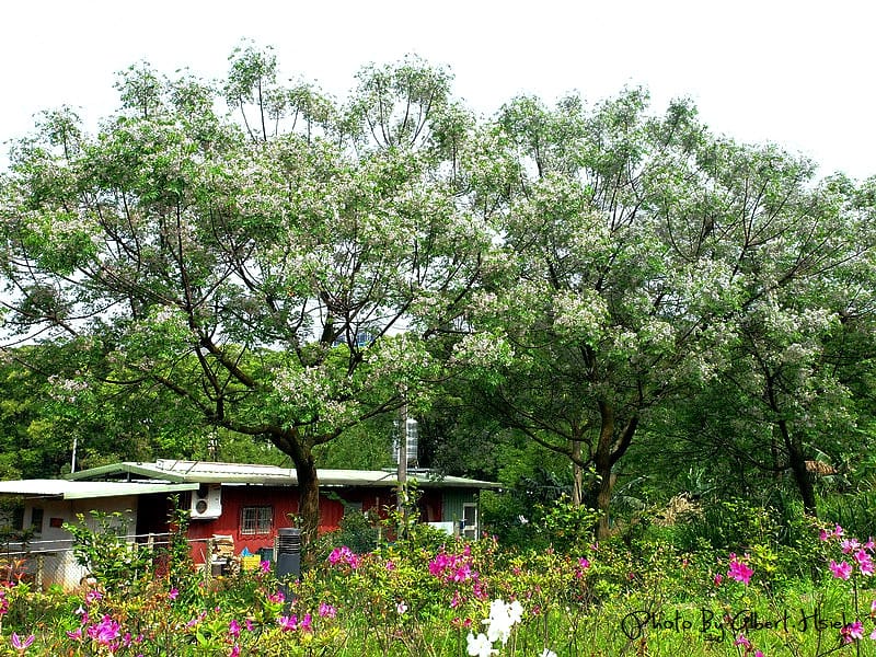苦楝花．桃園龜山振興路（苦楝紫花浪漫大道）