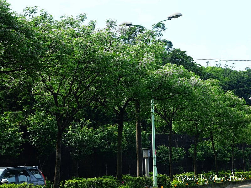 苦楝花．桃園龜山振興路（苦楝紫花浪漫大道）