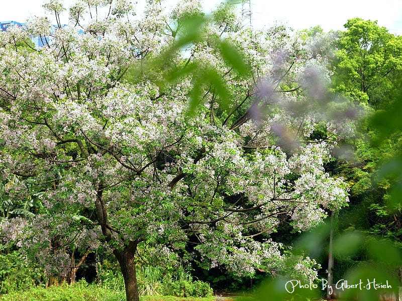 苦楝花．桃園龜山振興路（苦楝紫花浪漫大道）