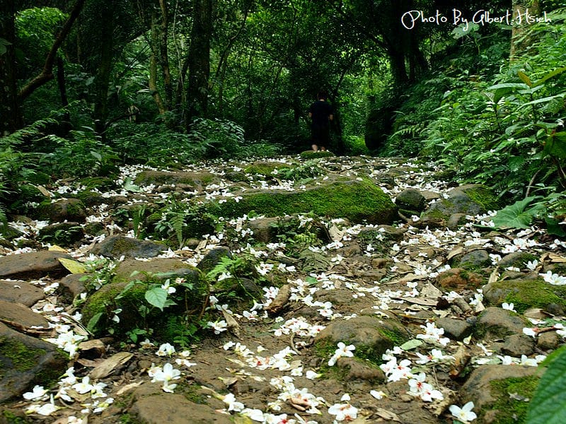 小粗坑古道．桃園龍潭油桐花（期待盛開後的美景）