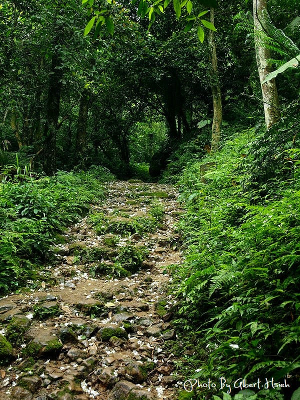 小粗坑古道．桃園龍潭油桐花（期待盛開後的美景）
